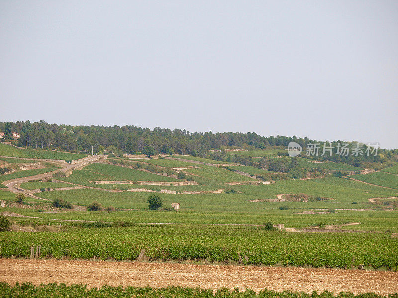 Wineyard /波恩,法国